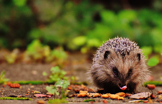Best Wildlife Cameras for Gardens